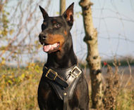 LEATHER AGITATION HARNESS for DobermanS